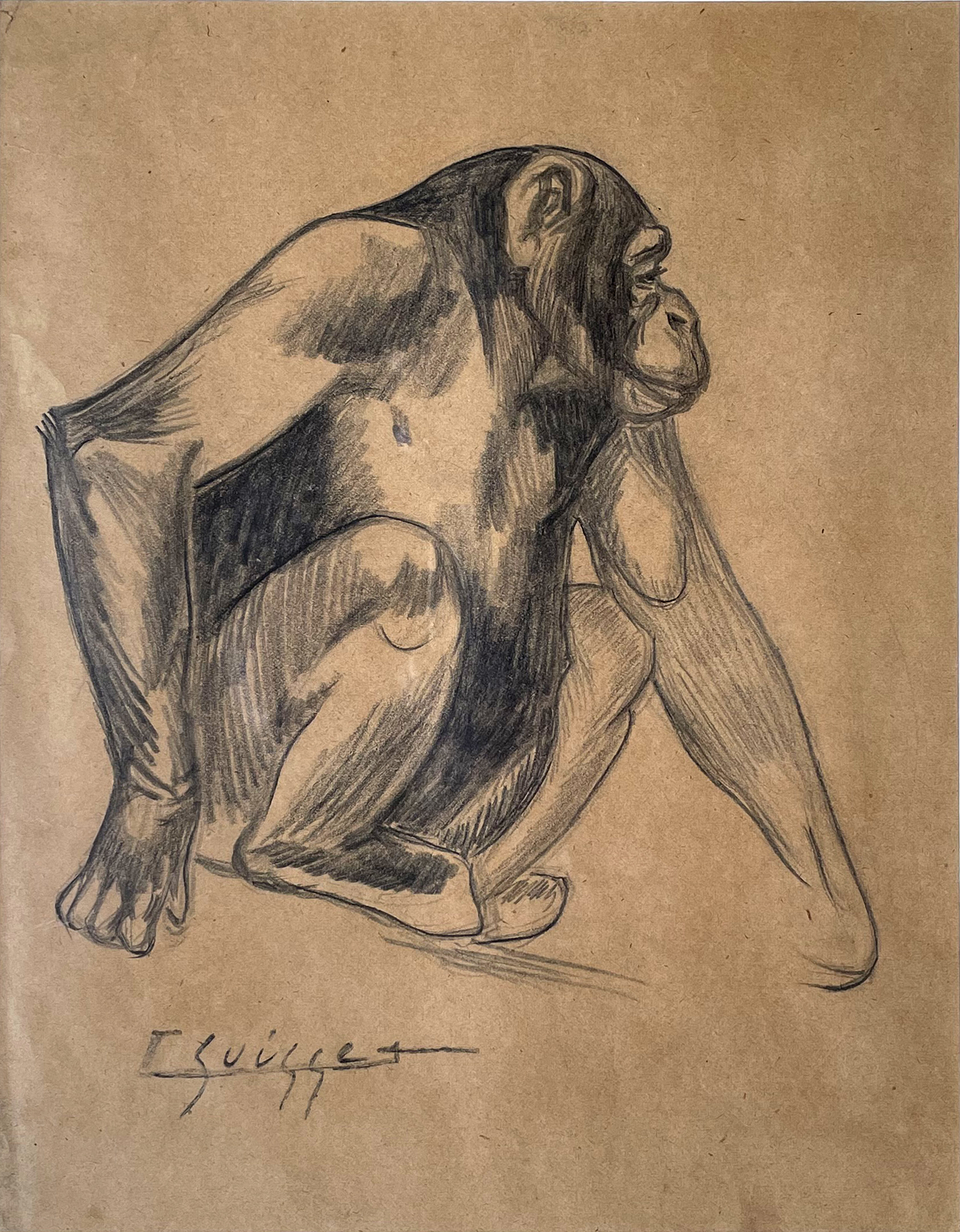 Jeune gorille acrroupi, vers 1930.